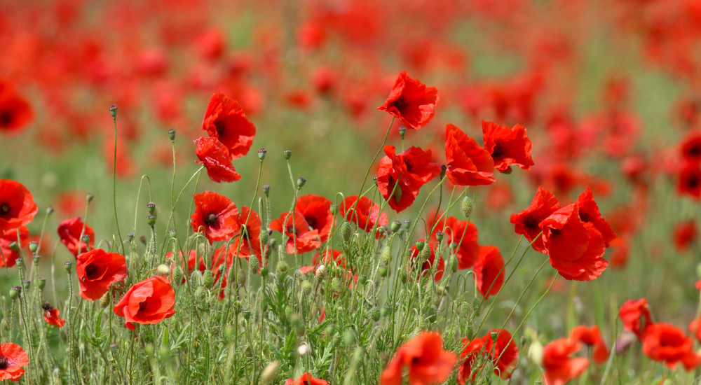 Remembering to remember